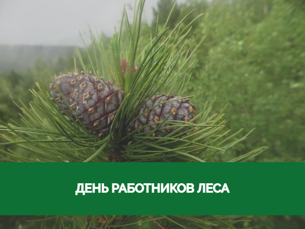 Поздравление главы района с Днем работников леса Поздравление главы района с Днем работников леса