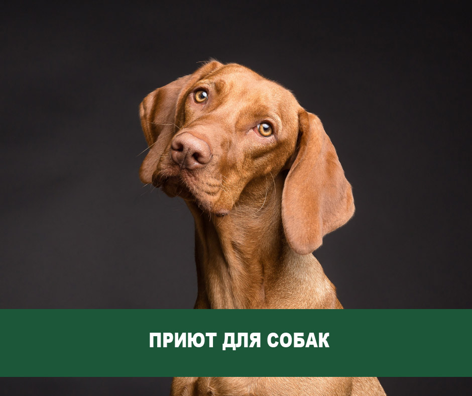 Новый приют для собак разместится в Воронинском поселении Новый приют для собак разместится в Воронинском поселении