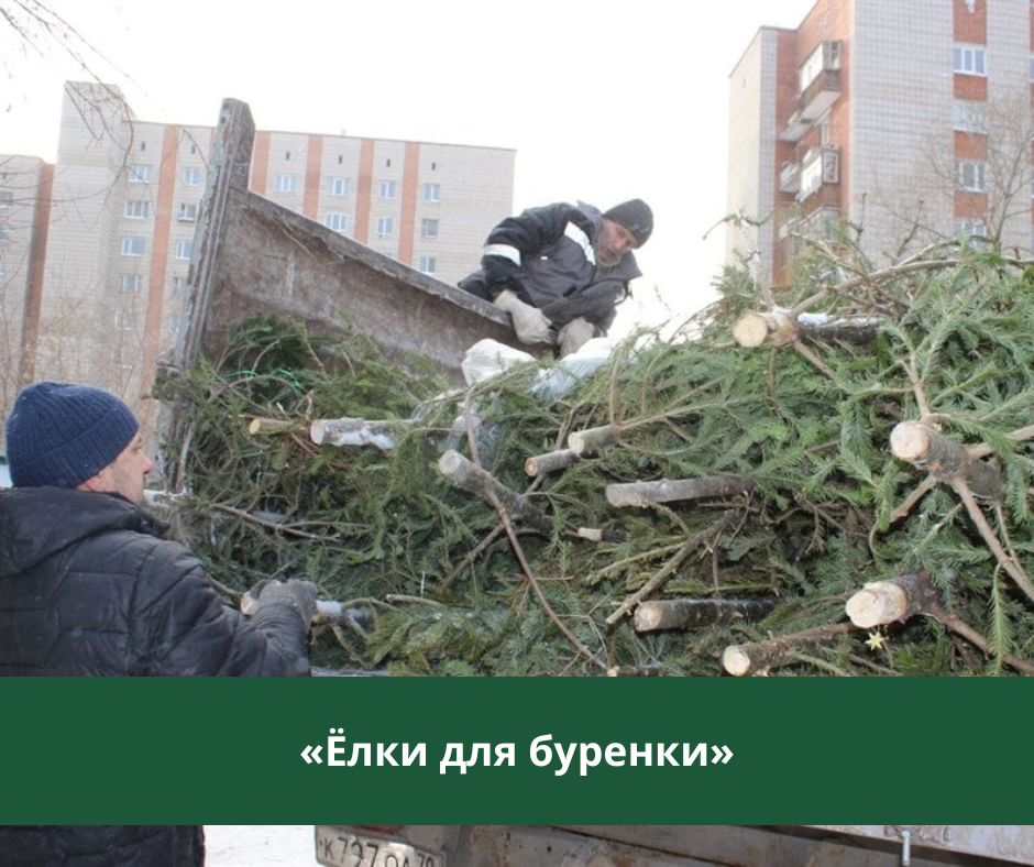 Жители города и района сдали на корм коровам более 1000 ёлок Жители города и района сдали на корм коровам более 1000 ёлок