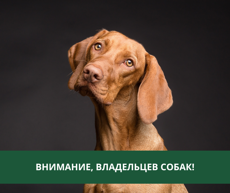 Внимание: информация для владельцев собак Внимание: информация для владельцев собак