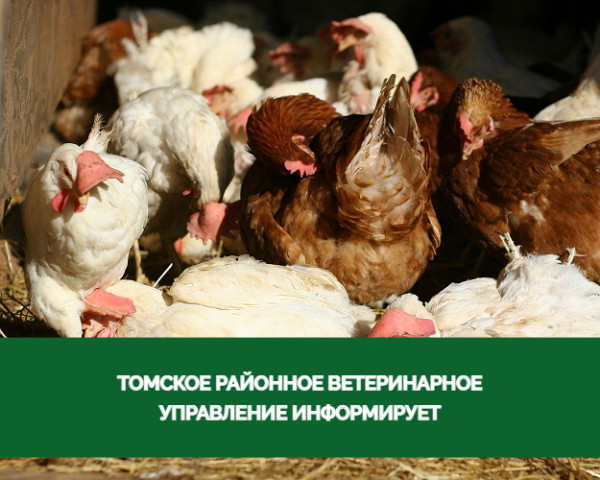 Районное ветуправление предупреждает о возможности заноса вируса гриппа птиц Районное ветуправление предупреждает о возможности заноса вируса гриппа птиц