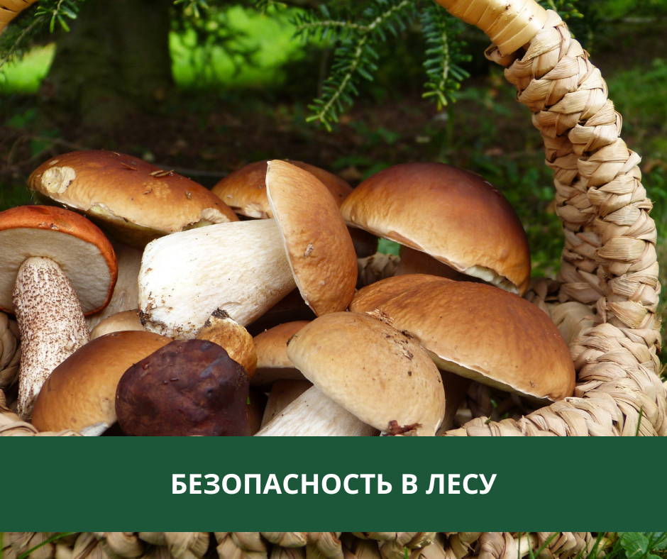 Что нужно знать, оправляясь в лес Что нужно знать, оправляясь в лес