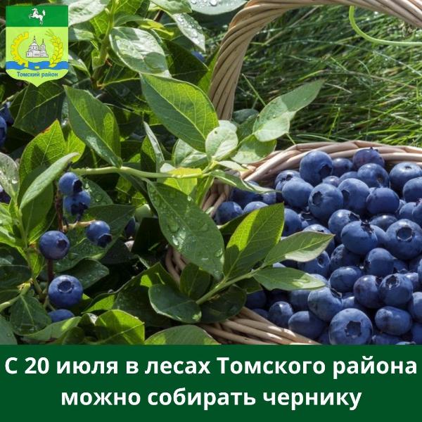 С 20 июля можно заготавливать чернику С 20 июля можно заготавливать чернику