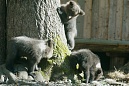 В связи с изменениями в законодательстве проведен семинар для охотоведов и егерей В связи с изменениями в законодательстве проведен семинар для охотоведов и егерей